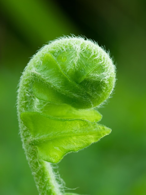 Foto close-up van groene bladeren