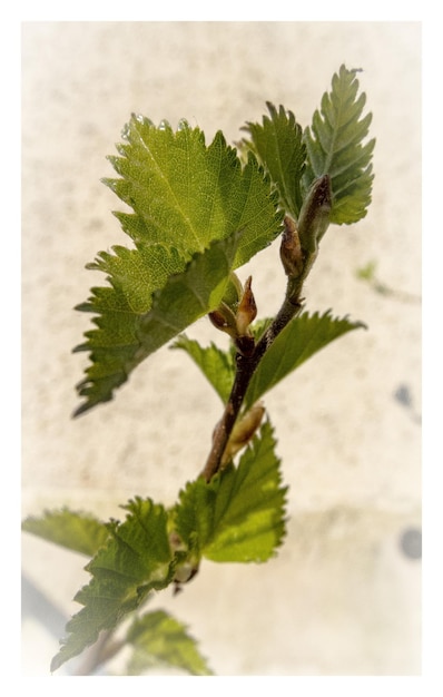 Close-up van groene bladeren