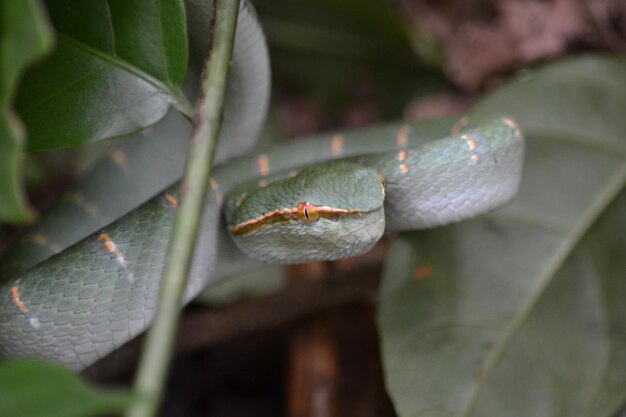 Foto close-up van groene bladeren