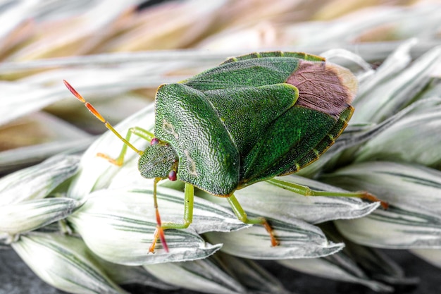 Foto close-up van groene bladeren