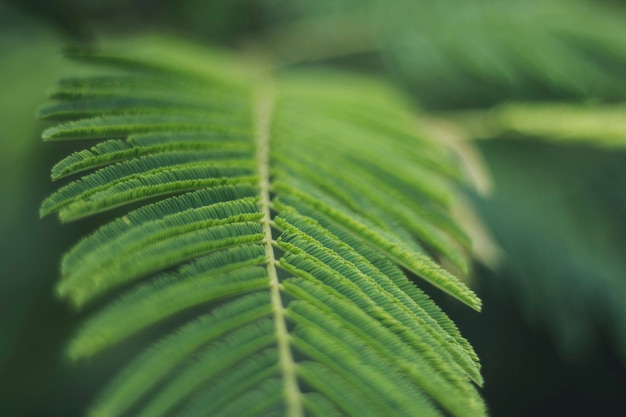 Close-up van groene bladeren