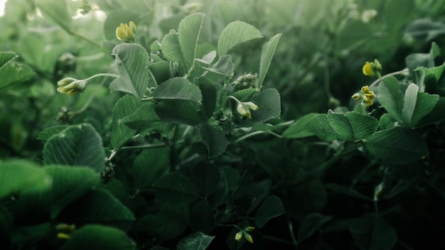 Close-up van groene bladeren