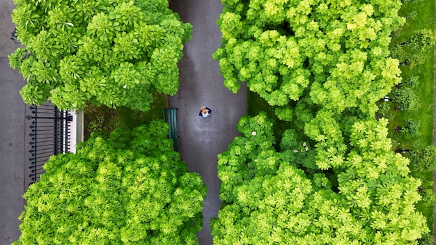 Close-up van groene bladeren