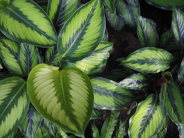 Foto close-up van groene bladeren