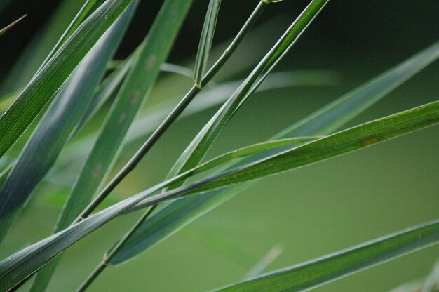 Foto close-up van groene bladeren