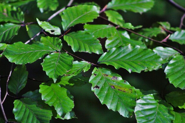 Close-up van groene bladeren