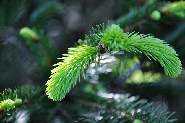 Foto close-up van groene bladeren