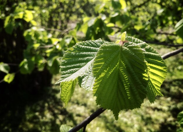 Foto close-up van groene bladeren