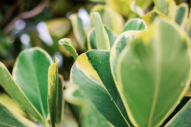 Foto close-up van groene bladeren