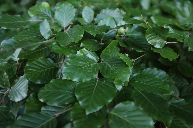 Close-up van groene bladeren