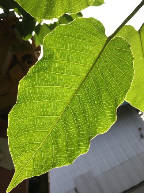 Foto close-up van groene bladeren
