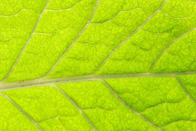 Close up van groene bladtextuur