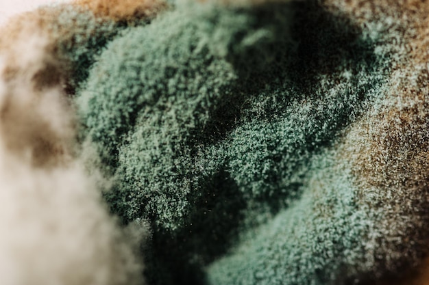 Close-up van groene en witte schimmel gevormd op voedselmacrofotografie