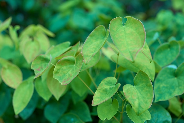 Close-up van groene epimedium koreanum kruiden en planten die groeien op stengels in weelderige huistuin Groep levendige bladeren op stengels die bloeien in achtertuin Gepassioneerd door tuinbouw en flora landbouw