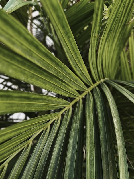 Close-up van groene exotische tropische palmblad Natuur achtergrond