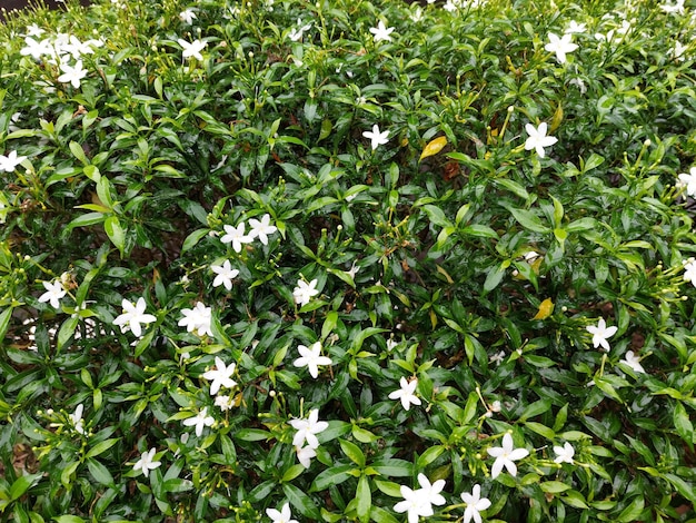 Close-up van groene Gardenia jasminoides gardenia cape jasmijn cape jessamine danh danh jasmin met natuurlijke achtergrond