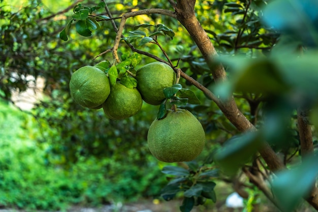 Close up van groene grapefruit groeien op de grapefruitboom in een tuin achtergrond oogst citrusvruchten thailand