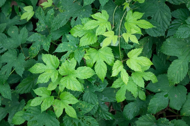 Close up van groene hop bladeren en nadelen, natuur achtergrond