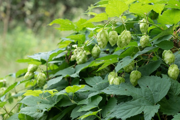 Close up van groene hop bladeren en nadelen, natuur achtergrond