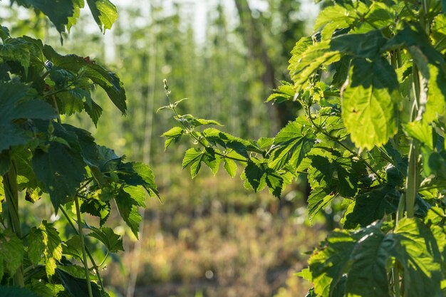 Close-up van groene hopbladeren op een boerenveld Landbouwindustrie en bierproductieconcept