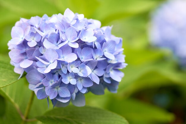 Close-up van groene hortensia (hydrangea macrophylla)