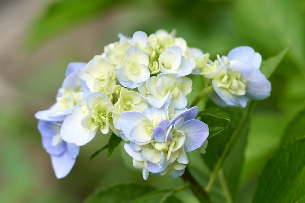 Close-up van groene hortensia (Hydrangea macrophylla)