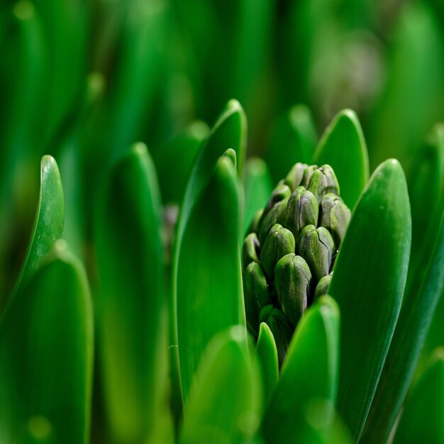 Close-up van groene krokus flavus bloembollen ontspruiten in een tuin Kleine zaailingen die op het punt staan te openen en uit te groeien tot bladeren met knoppen om heldere bloemblaadjes te produceren Planten beginnen zich te ontwikkelen en schieten in het voorjaar