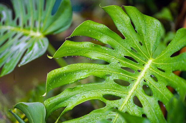 Close-up van groene monstera- of philodendron-bladeren met regendruppels erop.