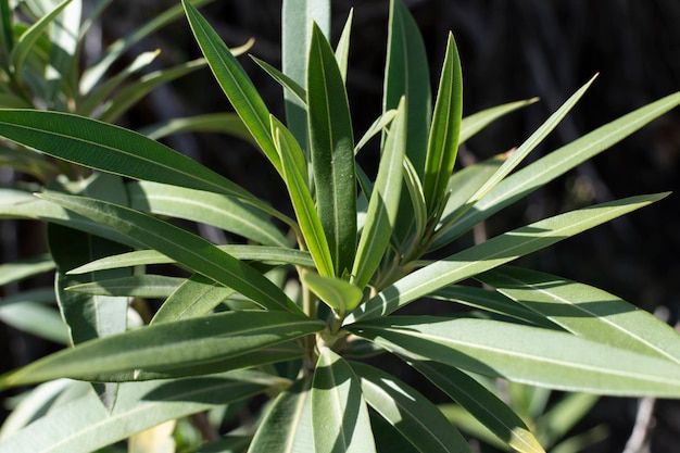 Foto close-up van groene plant