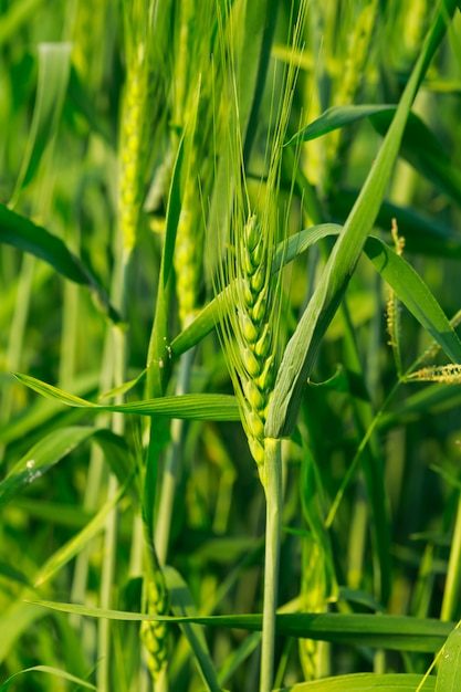 Close-up van groene tarwe in veld