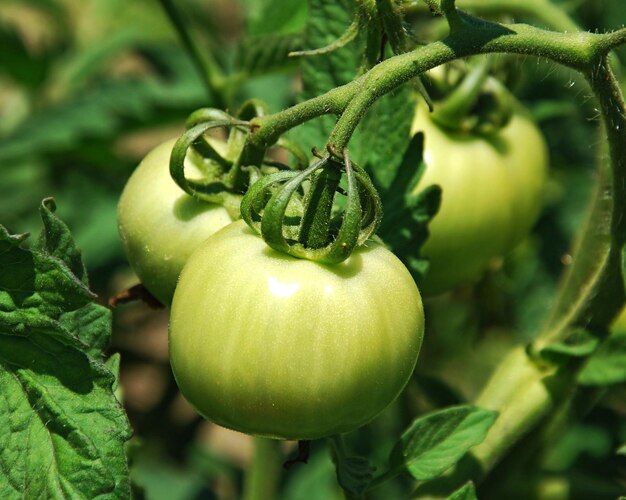 Close-up van groene tomaten op de plant