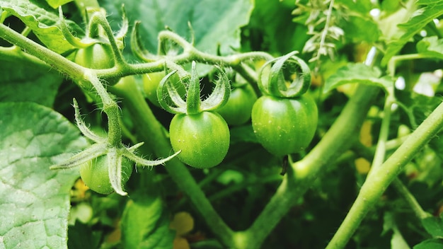 Close-up van groene tomaten