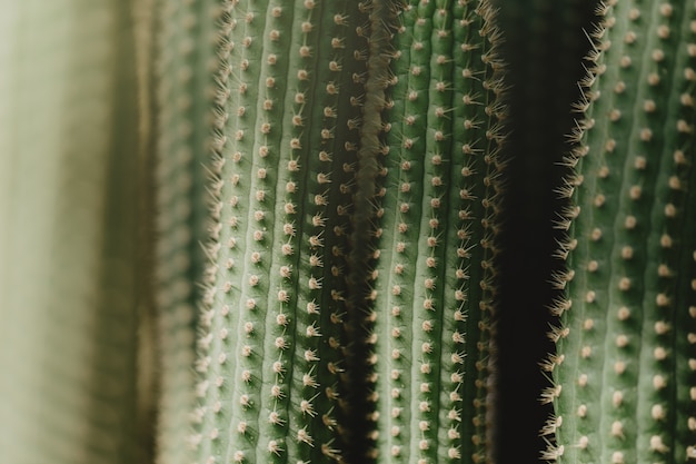 Foto close-up van groene tropische plant. cactus