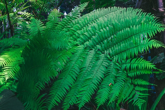 Close-up van groene varenblad natuur achtergrond