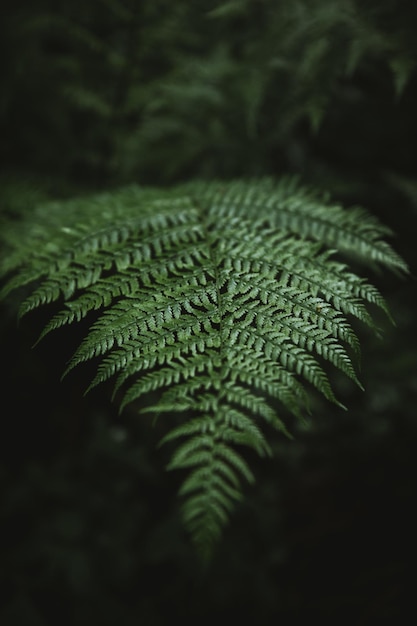 Close-up van groene varensbladeren in het bos