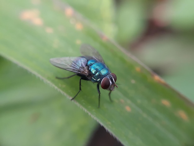 Close up van groene vlieg op groen blad