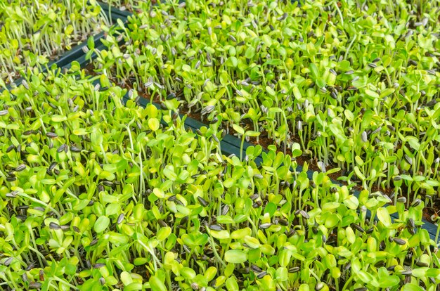 Close-up van groene zaailing groeien uit de bodem