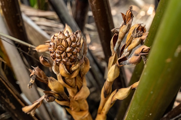 Close-up van grote Atap-palm of mangrovepalm aan de boom