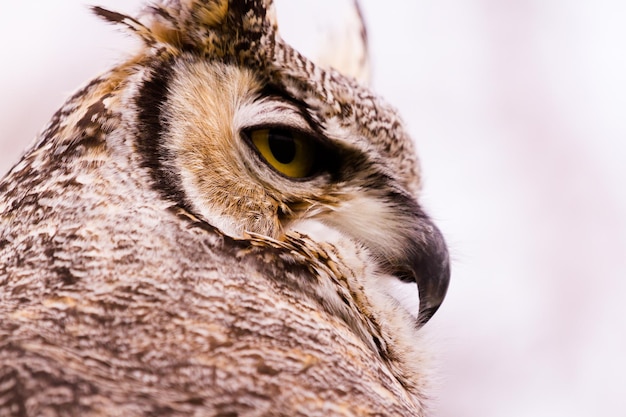 Close up van grote gehoornde uil in gevangenschap.