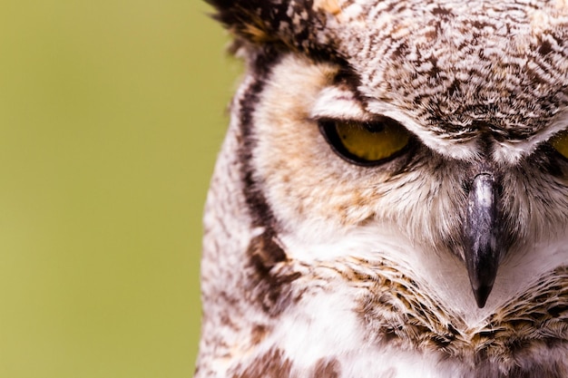 Close up van grote gehoornde uil in gevangenschap.