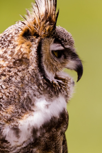 Close up van grote gehoornde uil in gevangenschap.