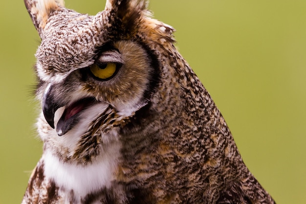 Close up van grote gehoornde uil in gevangenschap.