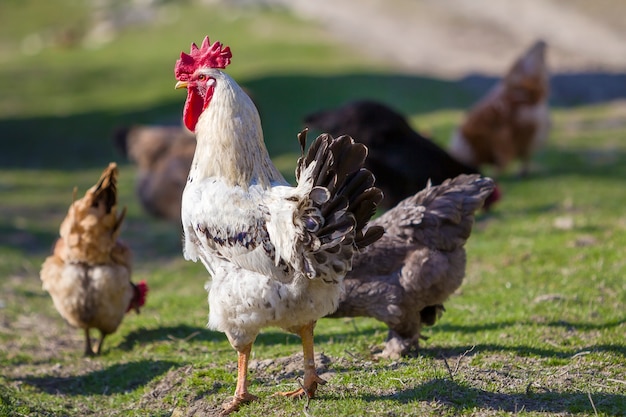 Close-up van grote mooie witte goed gevoede haan die trots troep van kippen bewaken die in groen gras op heldere zonnige dag voeden