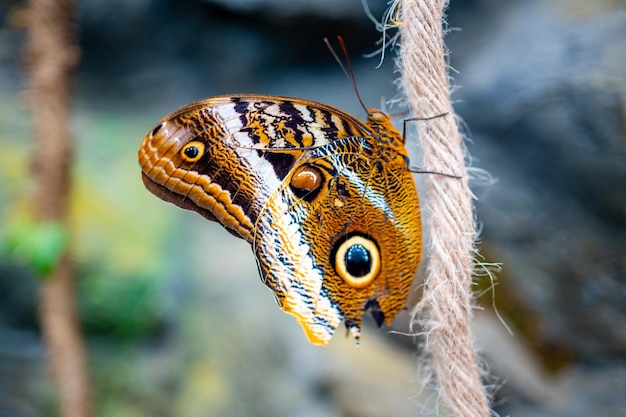 Close-up van grote tropische vlinder