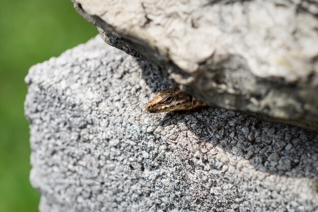 Close-up van hagedis