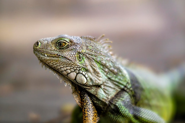 Close-up van hagedis
