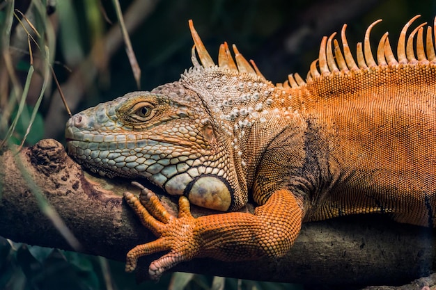 Close-up van hagedis