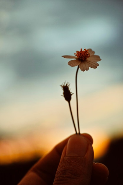 Foto close-up van hand die bloemen vasthoudt tegen de hemel tijdens zonsondergang