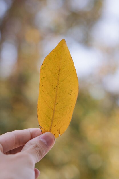 Foto close-up van hand die een droog blad vasthoudt