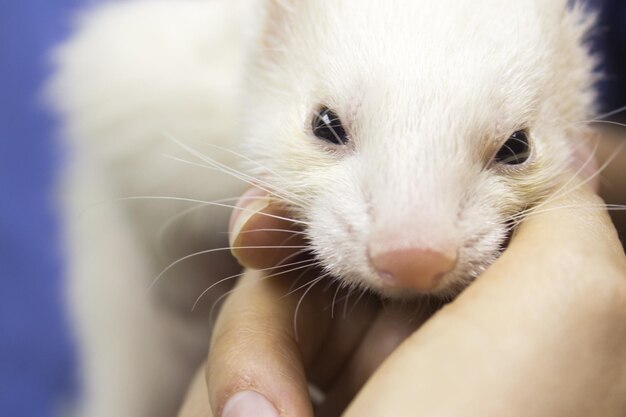 Close-up van hand met kat